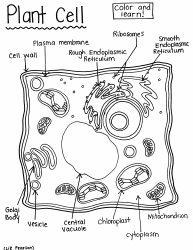 Document preview: Plant Cell Coloring Page - Color and Learn