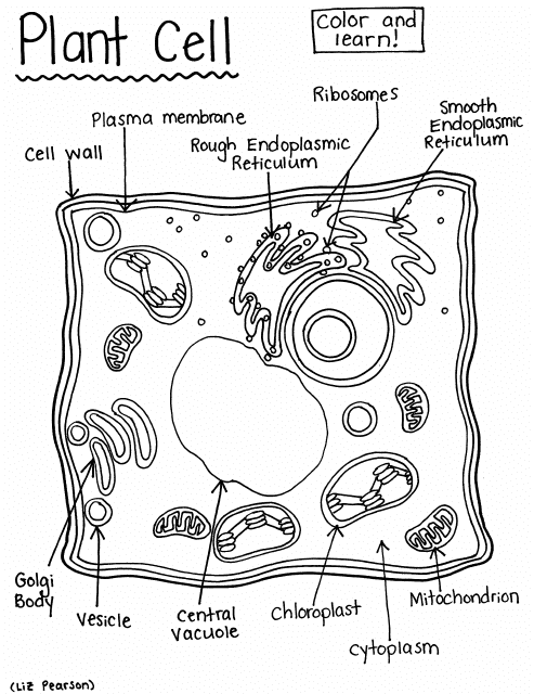 Plant Cell Coloring Page - Color and Learn