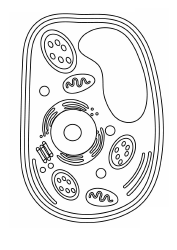 Document preview: Plant Cell Coloring Page - Big Cell