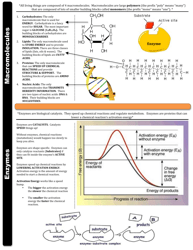 Biology Sol Cheat Sheet, Page 2