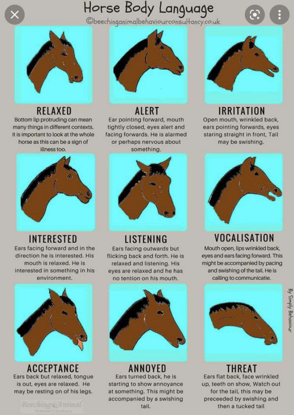 Horse Body Language Chart - Mood