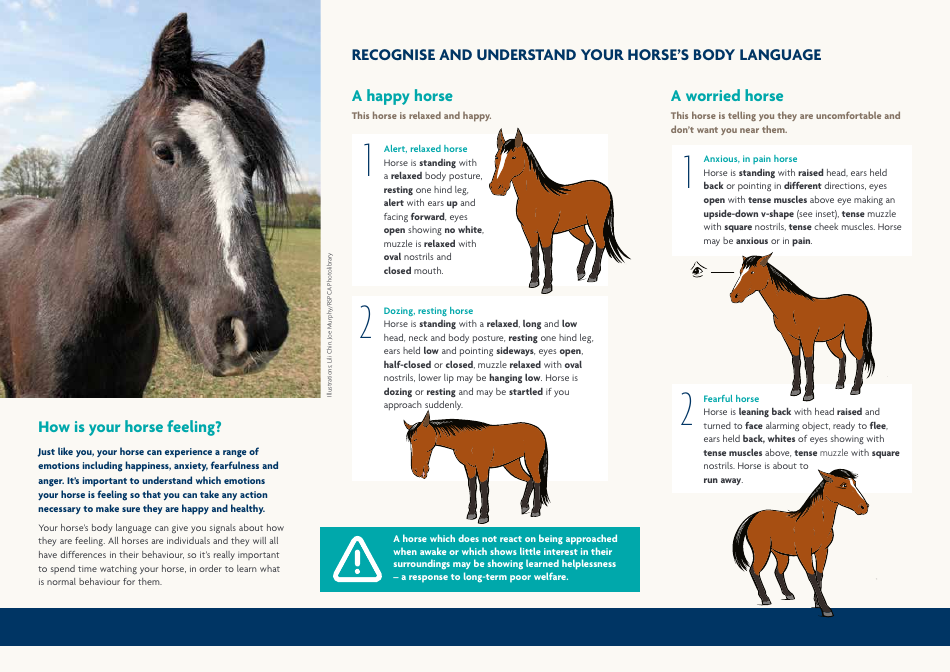 Horse Body Language Chart Understanding Your Horse's Behaviour