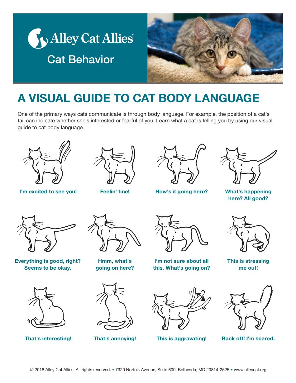 Cat Body Language Chart A Visual Guide Download Printable PDF 
