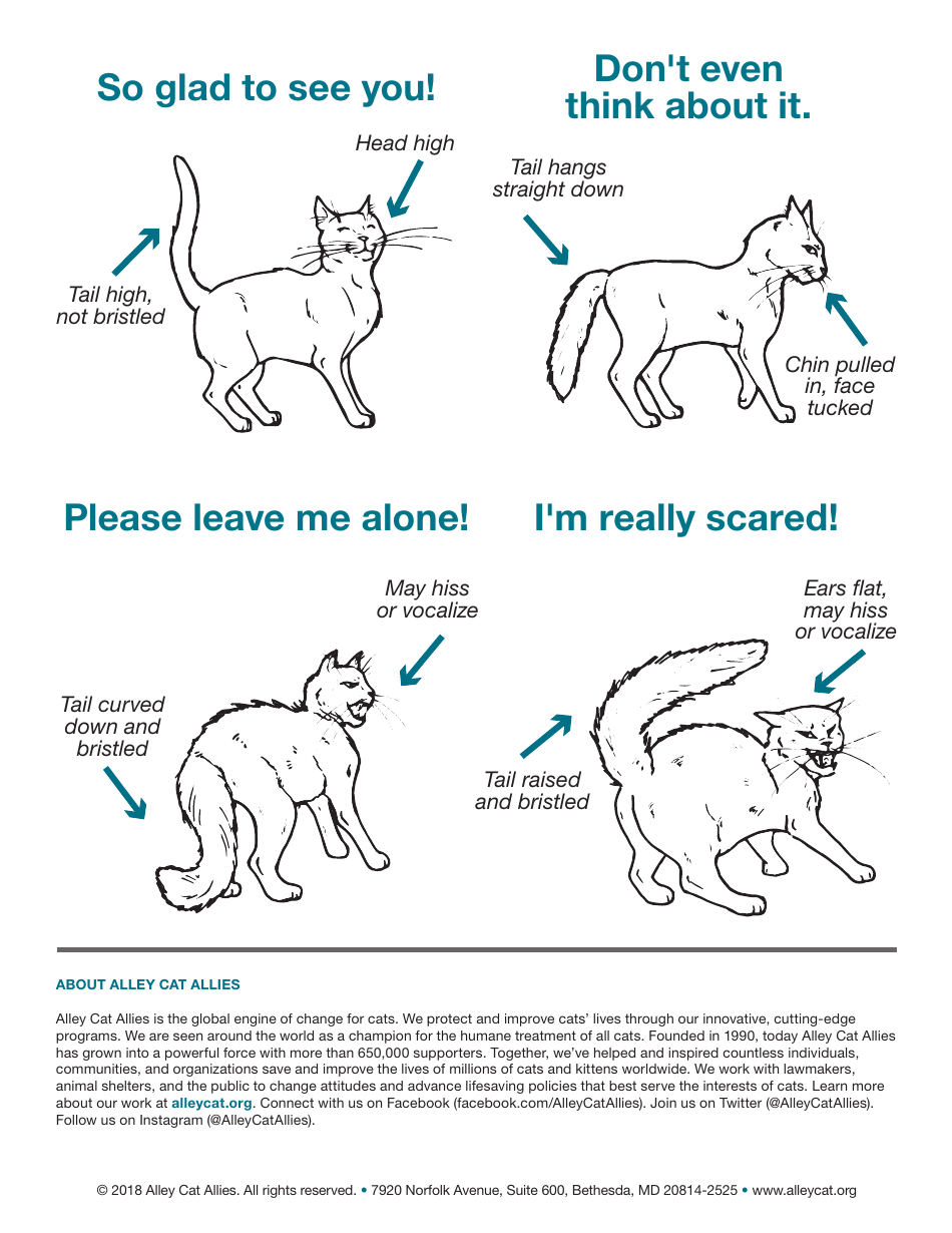 Cat Body Language Chart - a Visual Guide Download Printable PDF