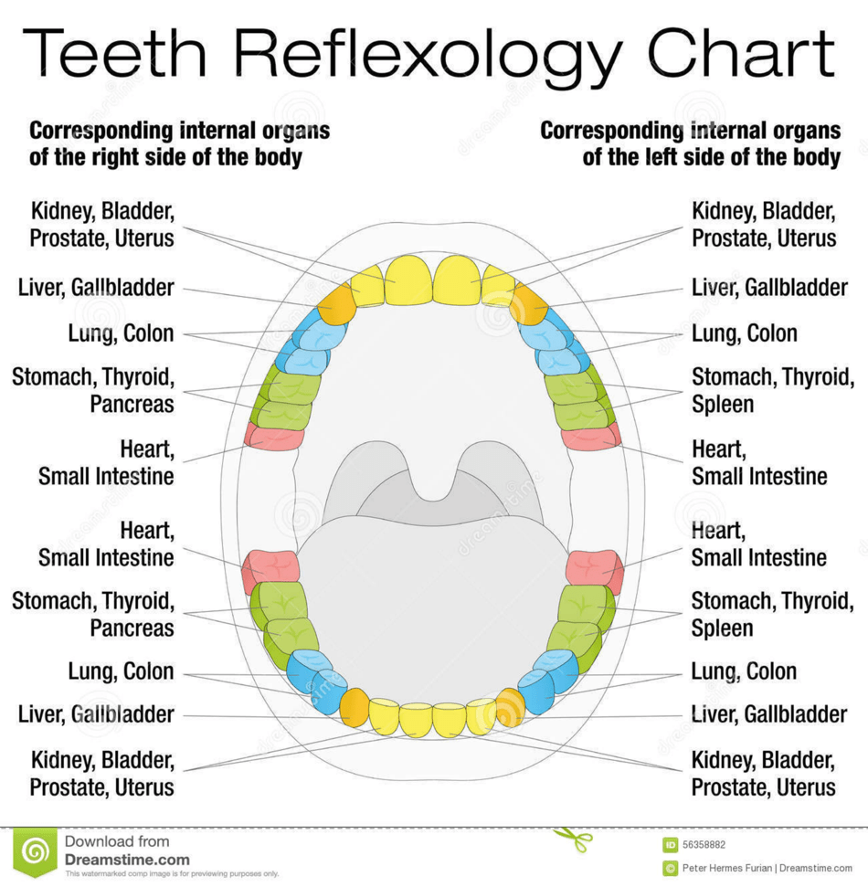 Teeth Reflexology Chart - Learn How to Stimulate Your Teeth Pressure Points.