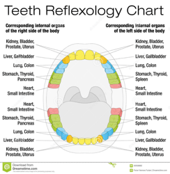 Document preview: Teeth Reflexology Chart