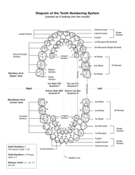 Document preview: Diagram of the Tooth Numbering System