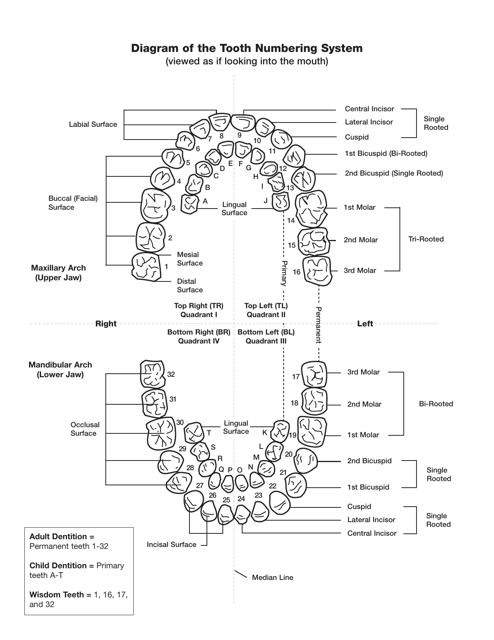 Diagram of the Tooth Numbering System