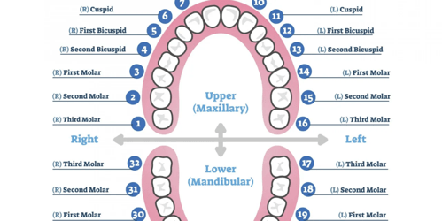 Document preview: Tooth Number Chart