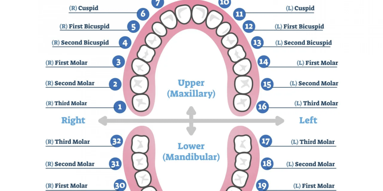 Tooth Number Chart - Visual representation of dental chart showing numbered teeth for dental identification and communication.