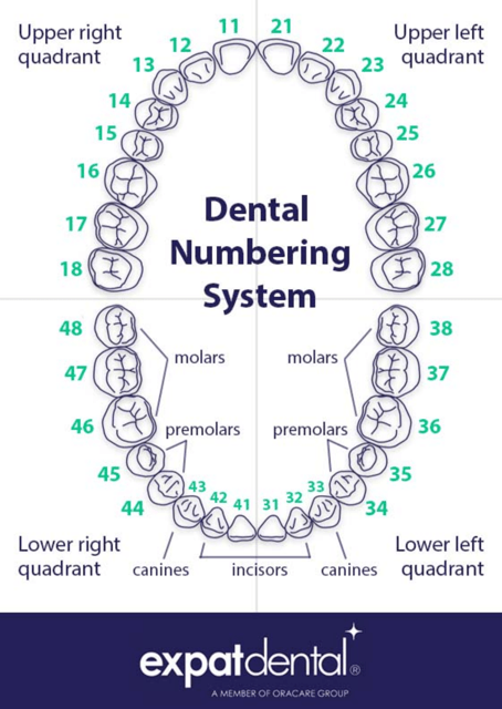 Illustration of Dental Numbering System