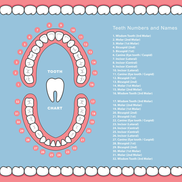 Teeth Numbers and Names Chart