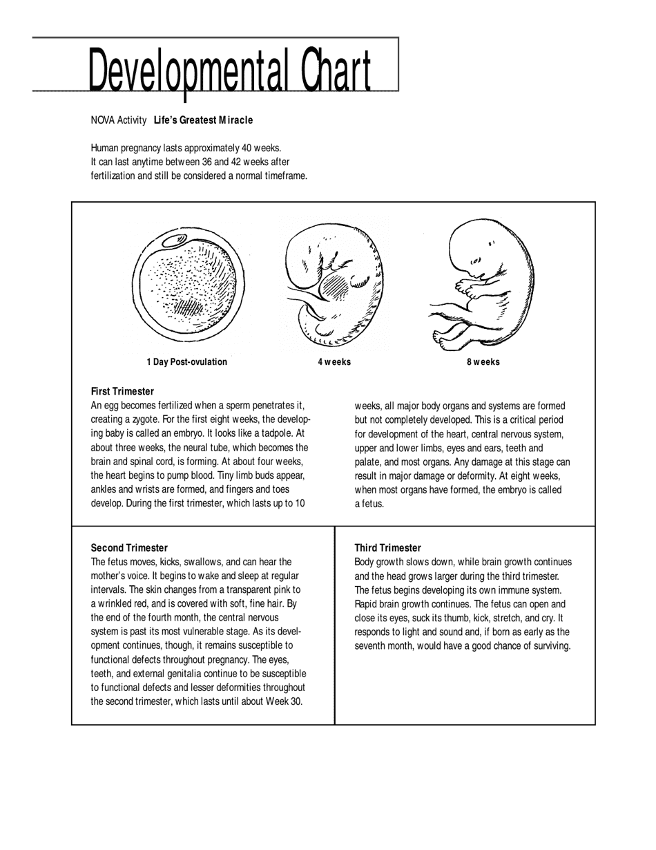 Fetus Development Chart Download Printable PDF | Templateroller