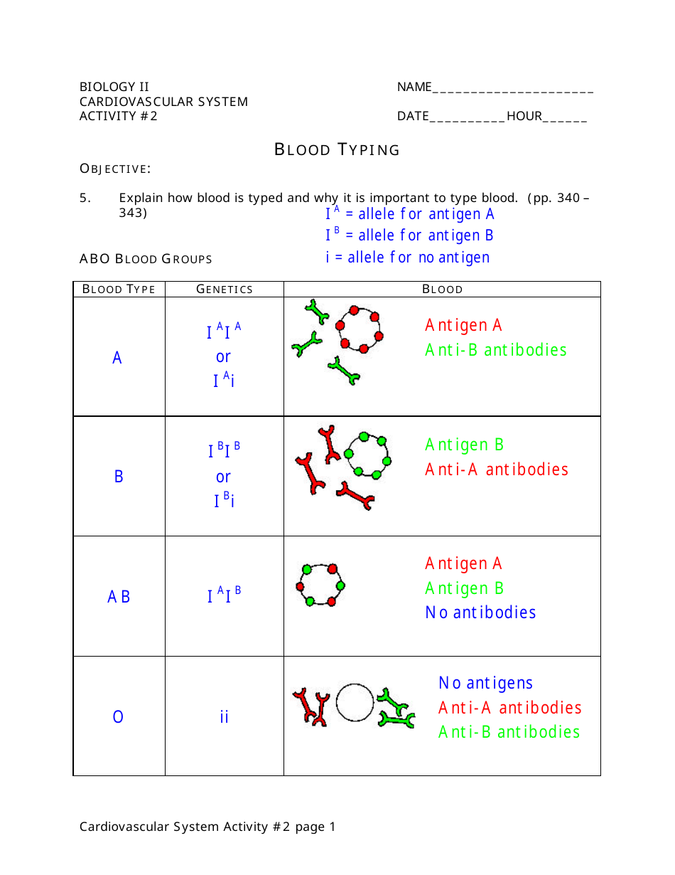 Biology Cardiovascular System Activity Sheet - Blood Typing preview image