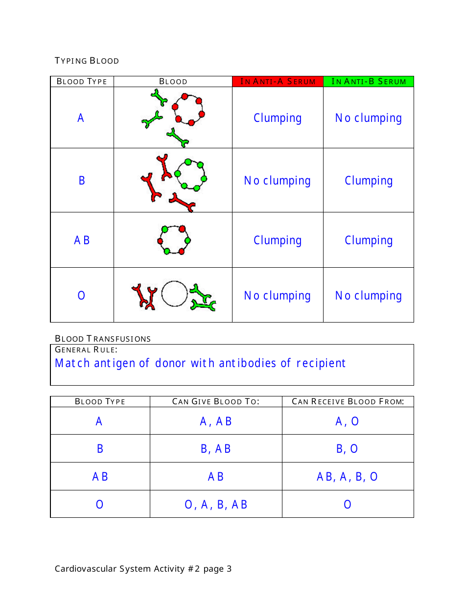 Biology Cardiovascular System Activity Sheet - Blood Typing, Page 3