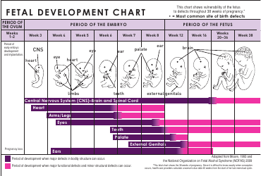 Document preview: Fetal Development Chart