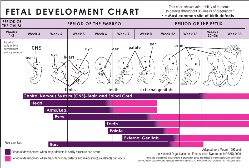 Fetal Development Chart - Illustration representing the different stages of development in the womb.