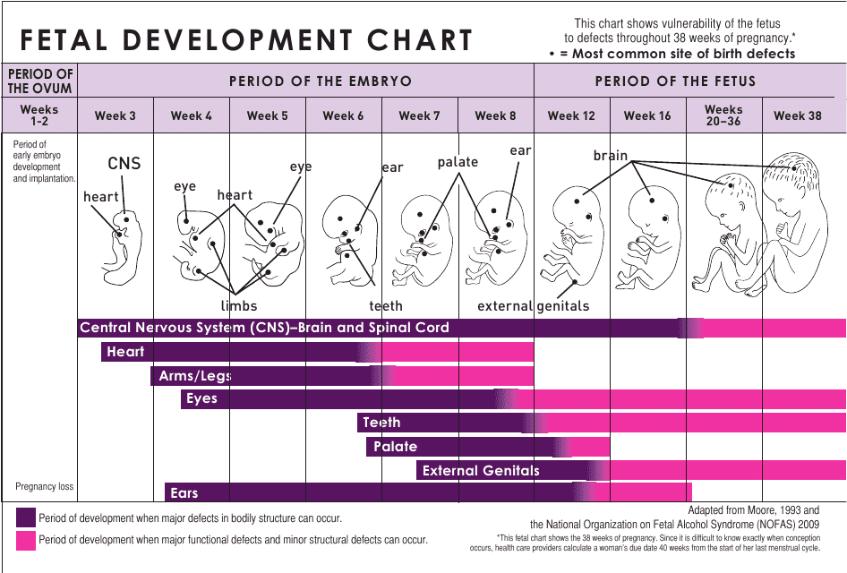 Fetal Development Chart Download Printable PDF Templateroller