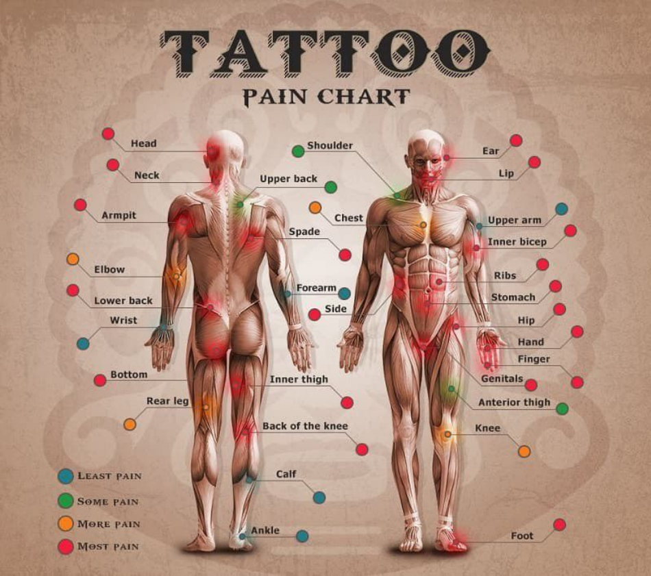 Variety of Tattoo Pain Chart - Brown