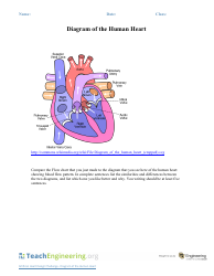 Document preview: Human Heart Diagram