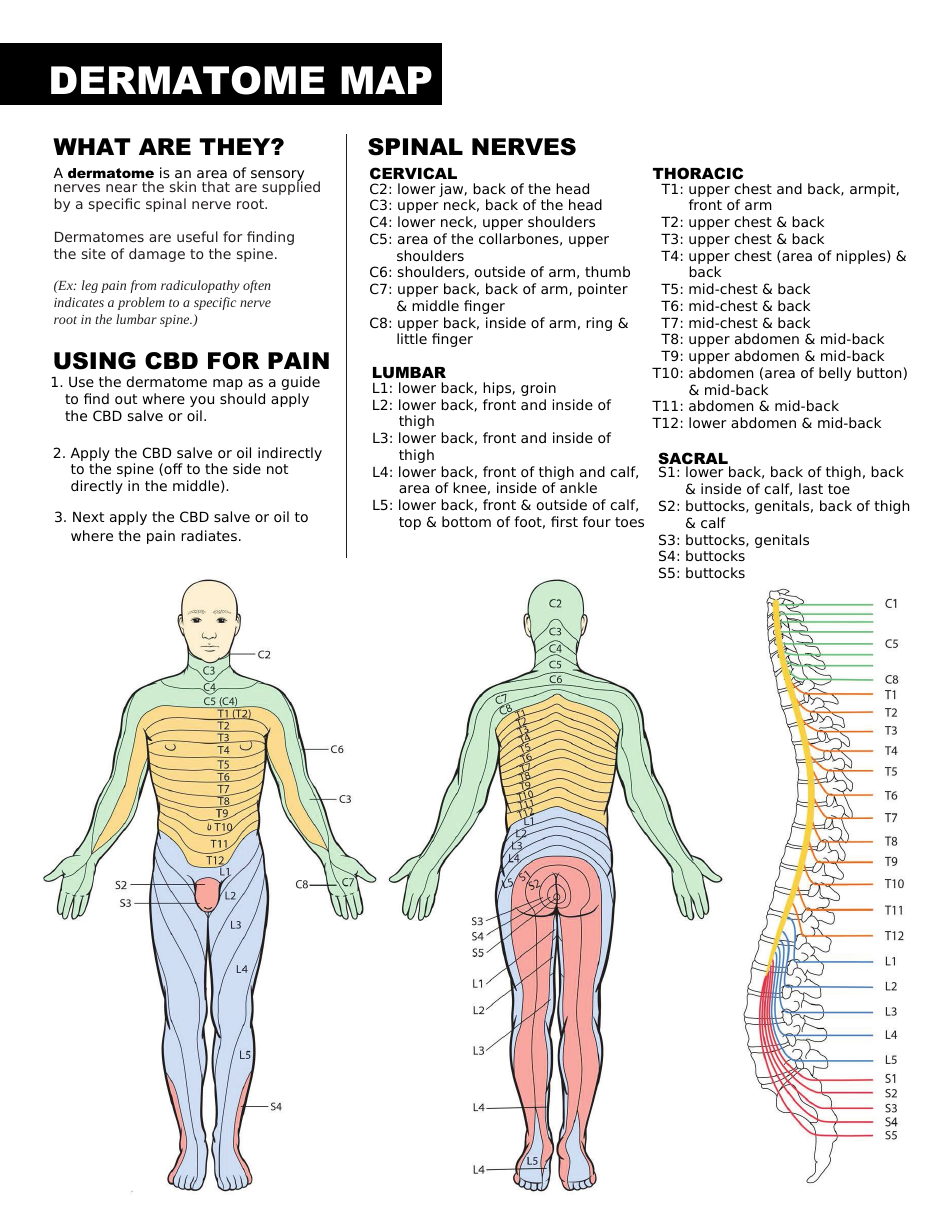 Dermatome Leg Chart Dermatome Leg Chart