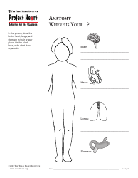 Grade 2 Anatomy Lesson Plan: Heart, Page 13
