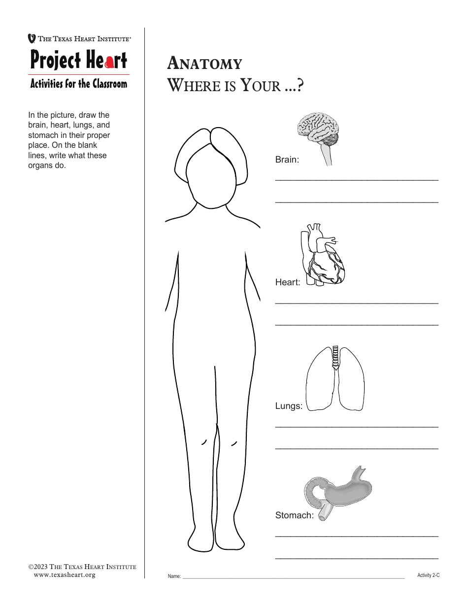 Grade 2 Anatomy Lesson Plan: Heart, Page 13