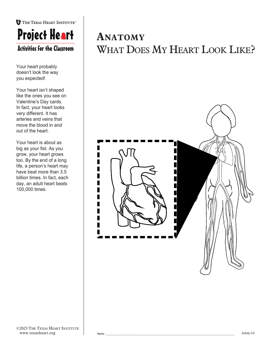 Grade 2 Anatomy Lesson Plan: Heart, Page 14