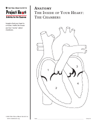 Grade 2 Anatomy Lesson Plan: Heart, Page 15
