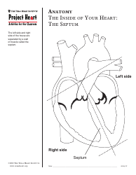 Grade 2 Anatomy Lesson Plan: Heart, Page 16