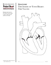 Grade 2 Anatomy Lesson Plan: Heart, Page 17