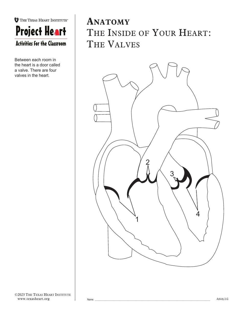 Grade 2 Anatomy Lesson Plan: Heart, Page 17