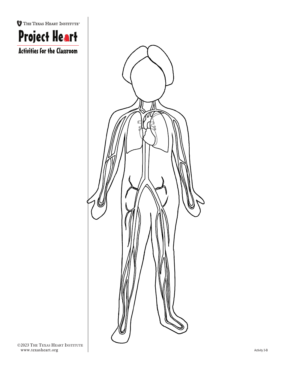 Grade 3 Anatomy Lesson Plan: Heart, Page 13