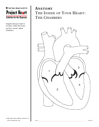 Grade 3 Anatomy Lesson Plan: Heart, Page 16