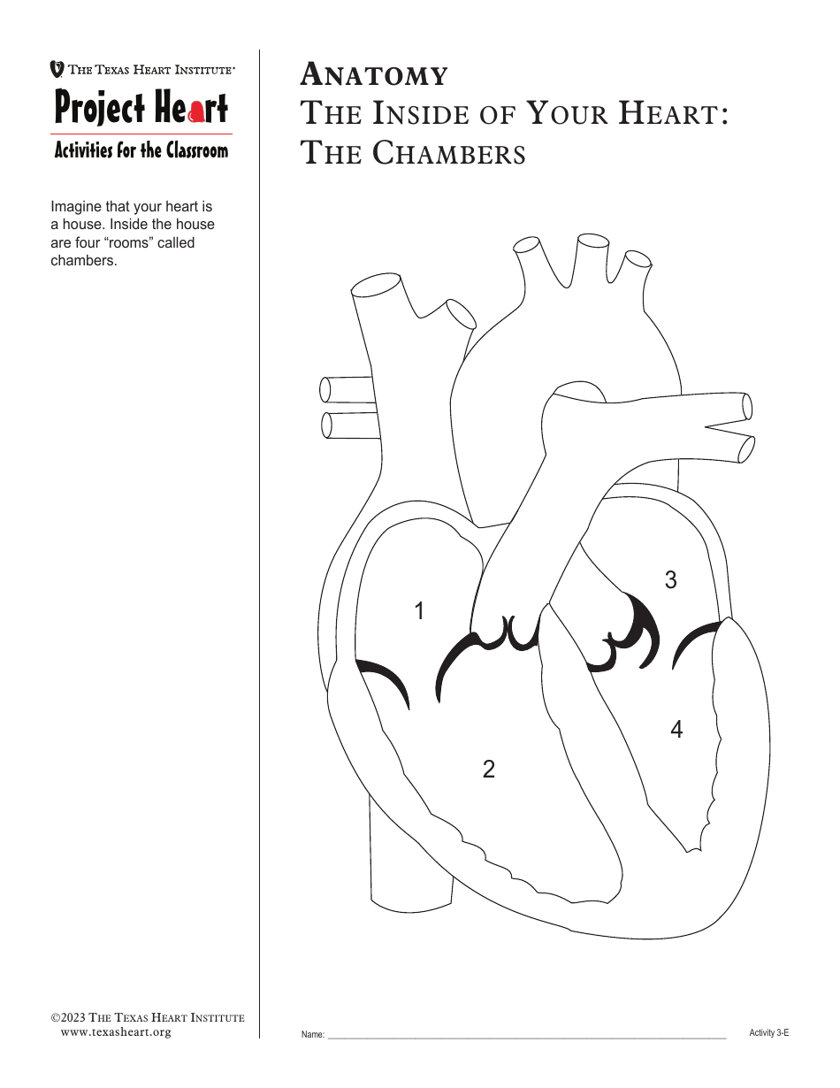 Grade 3 Anatomy Lesson Plan: Heart, Page 16