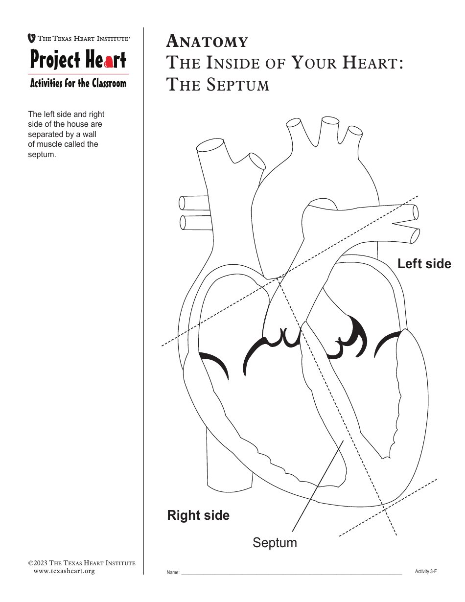 Grade 3 Anatomy Lesson Plan: Heart, Page 17