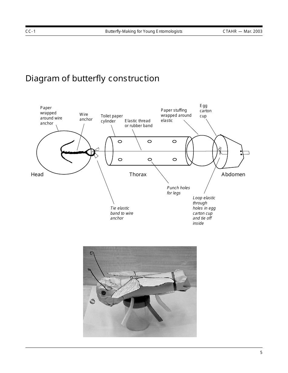 Young Entomologists Butterfly Craft Templates, Page 5