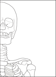 Life Size Paper Skeleton Template - Eanthro, Page 3