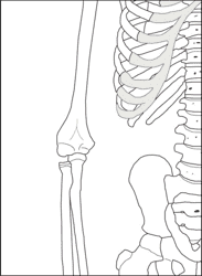 Life Size Paper Skeleton Template - Eanthro, Page 4