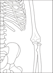 Life Size Paper Skeleton Template - Eanthro, Page 5