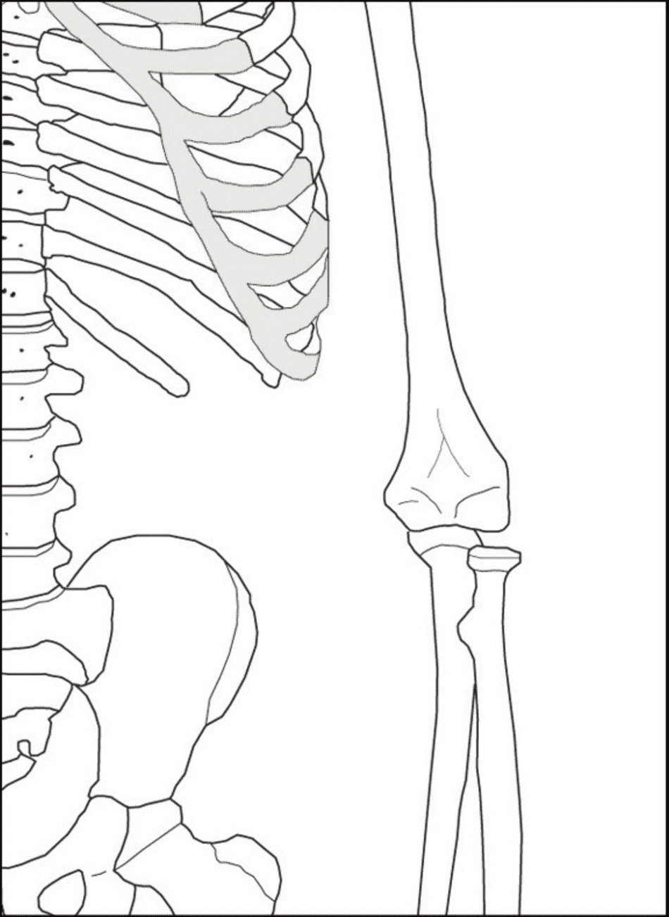 Life Size Paper Skeleton Template - Eanthro, Page 5