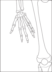 Life Size Paper Skeleton Template - Eanthro, Page 6