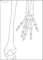 Life Size Paper Skeleton Template - Eanthro, Page 7