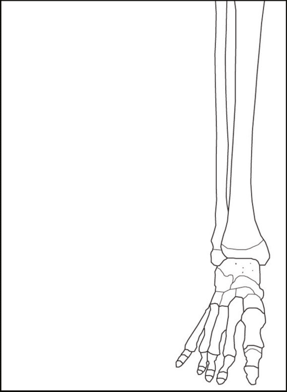 Life Size Paper Skeleton Template - Eanthro, Page 8