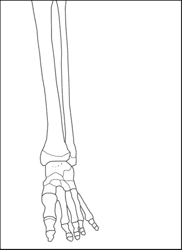 Life Size Paper Skeleton Template - Eanthro, Page 9