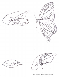 Butterfly Life Cycle Mobile Craft Template - California Academy of Sciences, Page 3
