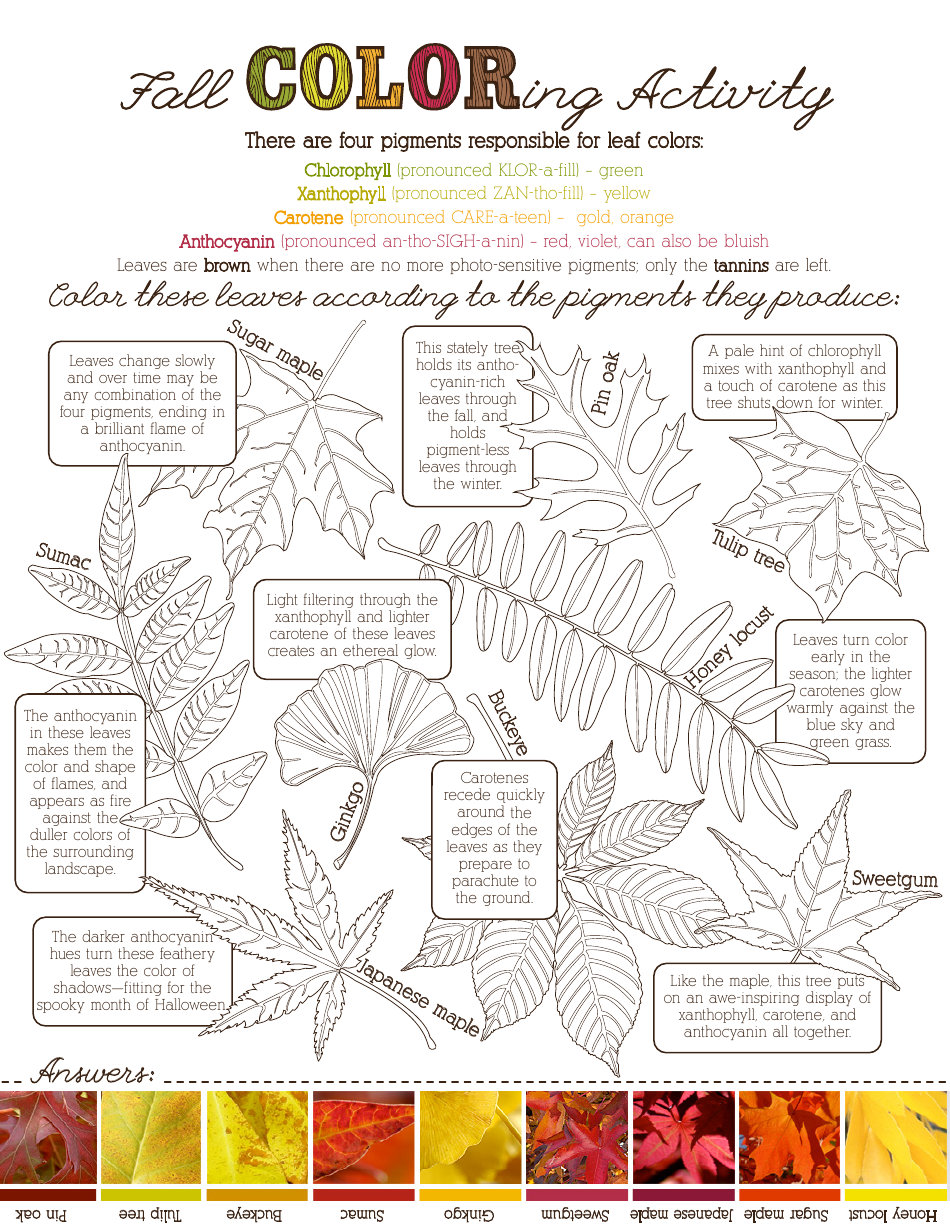 Fall Coloring Activity - Printable Colorful Leaves