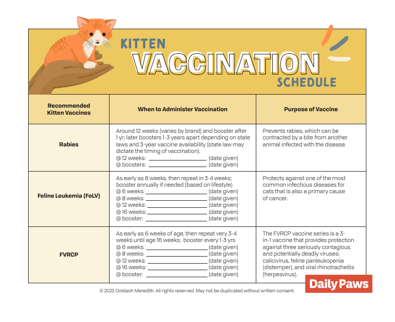 Kitten Vaccination Schedule - Dotdash Meredith