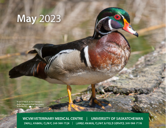 Monthly Animal Health Calendar - University of Saskatchewan, Page 12
