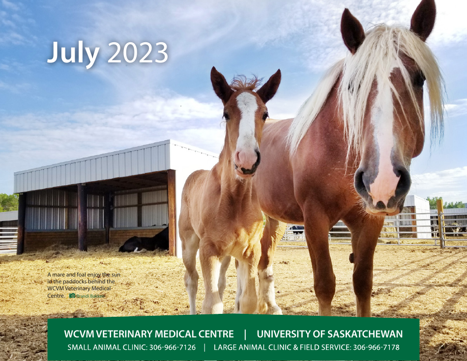 Monthly Animal Health Calendar - University of Saskatchewan, Page 16